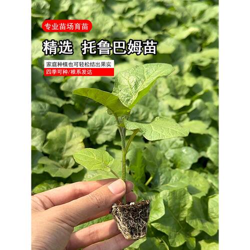 茄子嫁接专用砧木种苗托鲁
