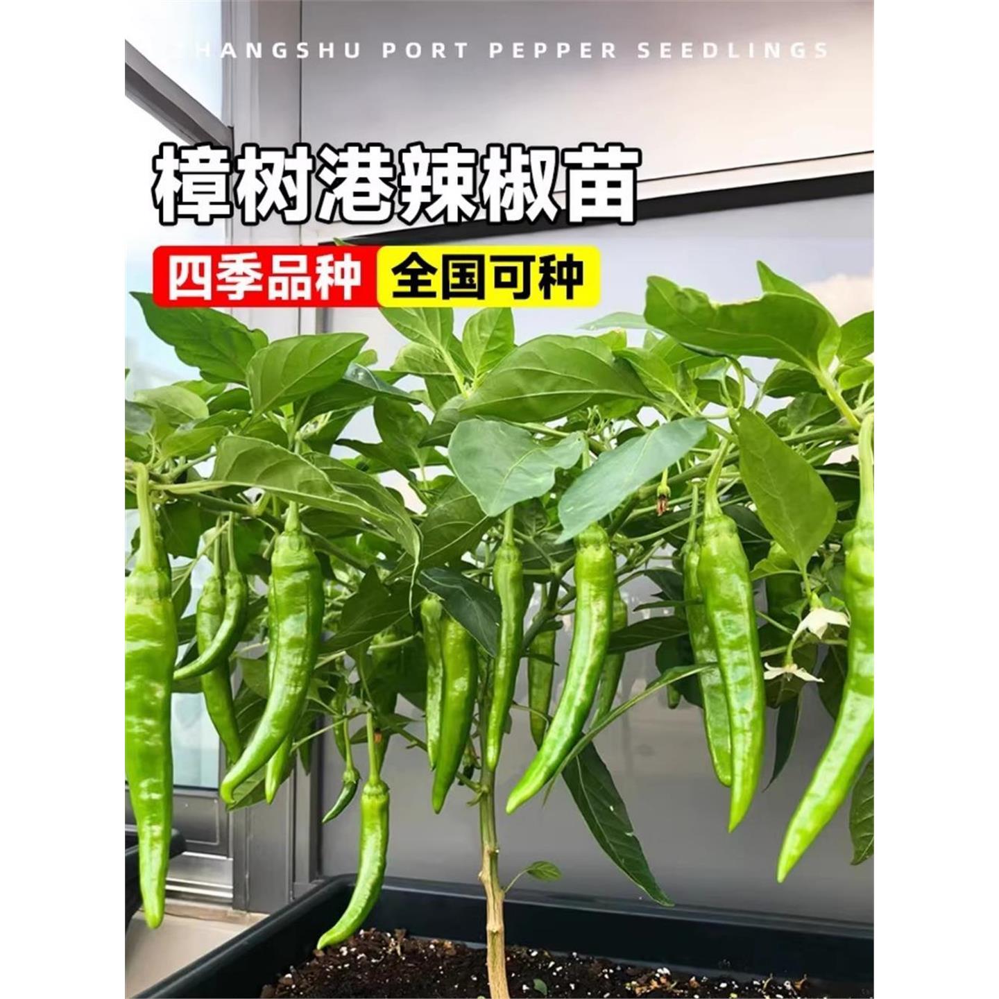 正宗樟树港辣椒苗秧湖南种