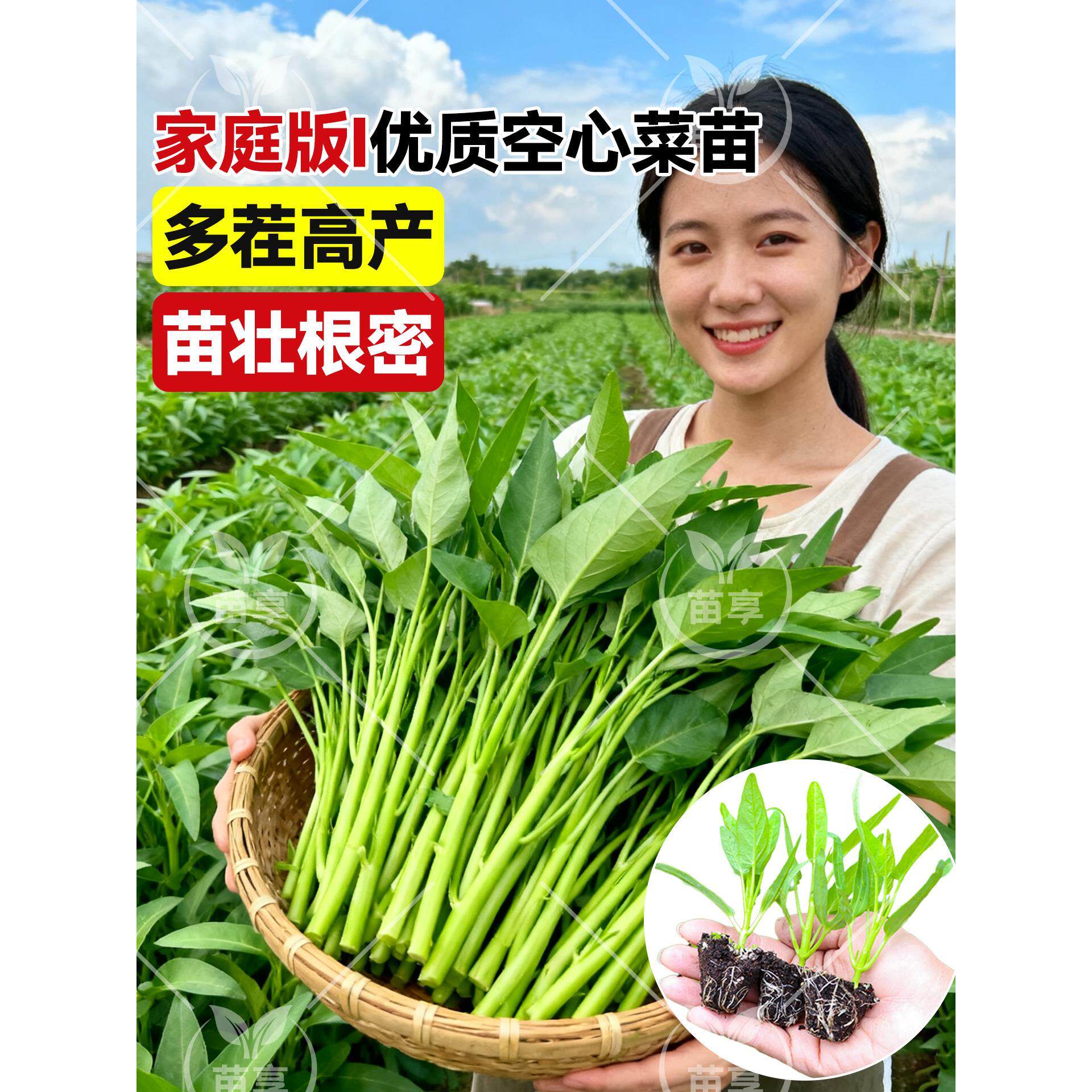 四季大叶柳三叉空心菜苗老