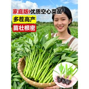四季大叶柳三叉空心菜苗老
