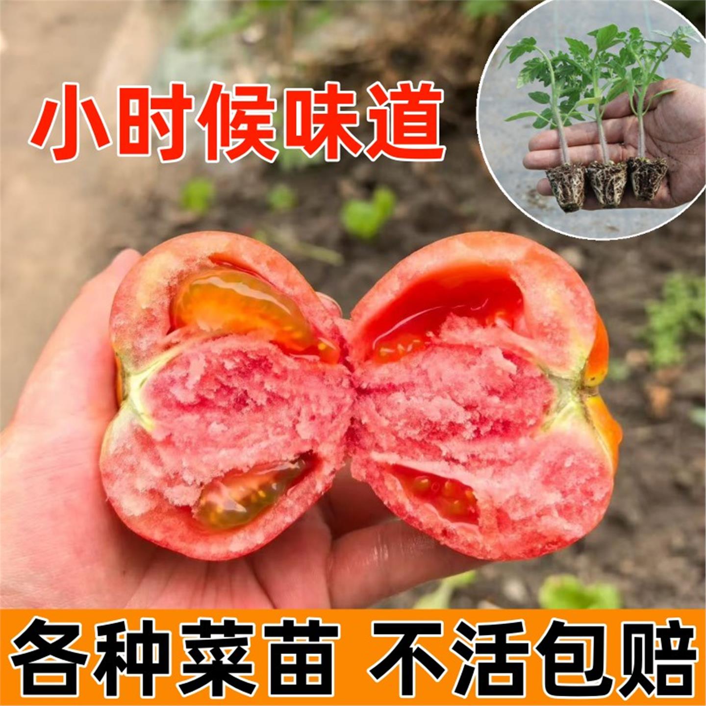 粉果番茄秧苗四季盆栽阳台