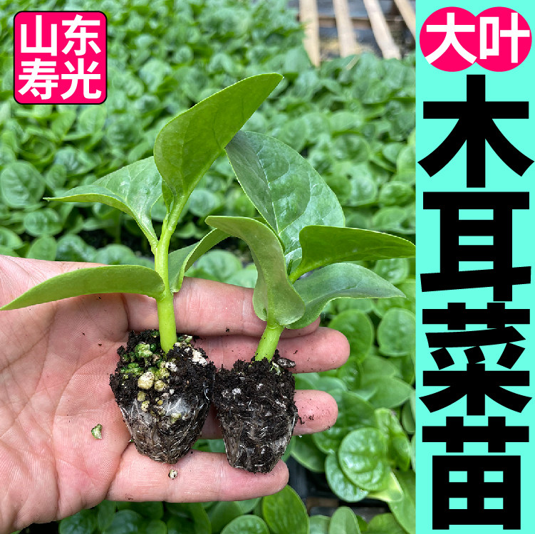 特大圆叶木耳菜苗秧种子豆