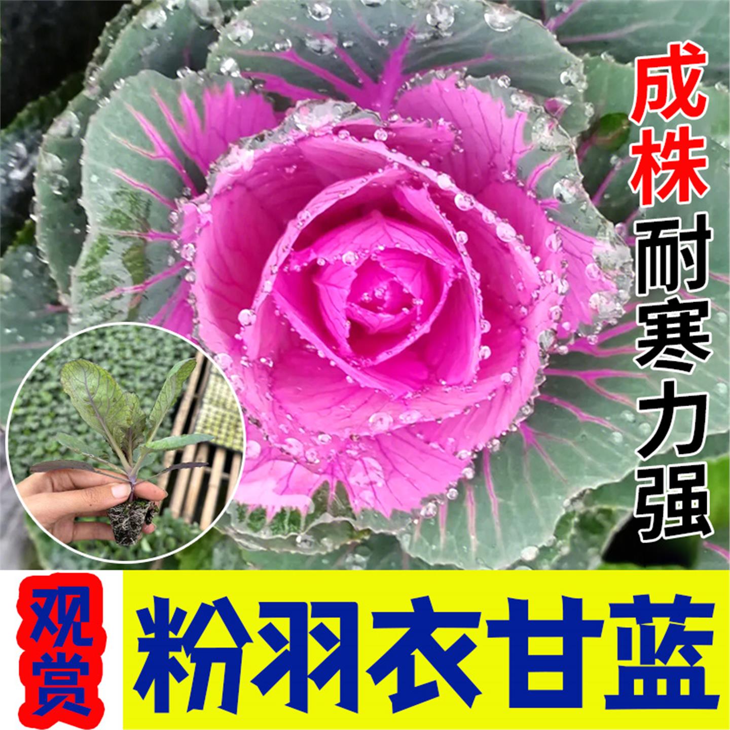 山东寿光粉羽衣甘蓝秧苗观