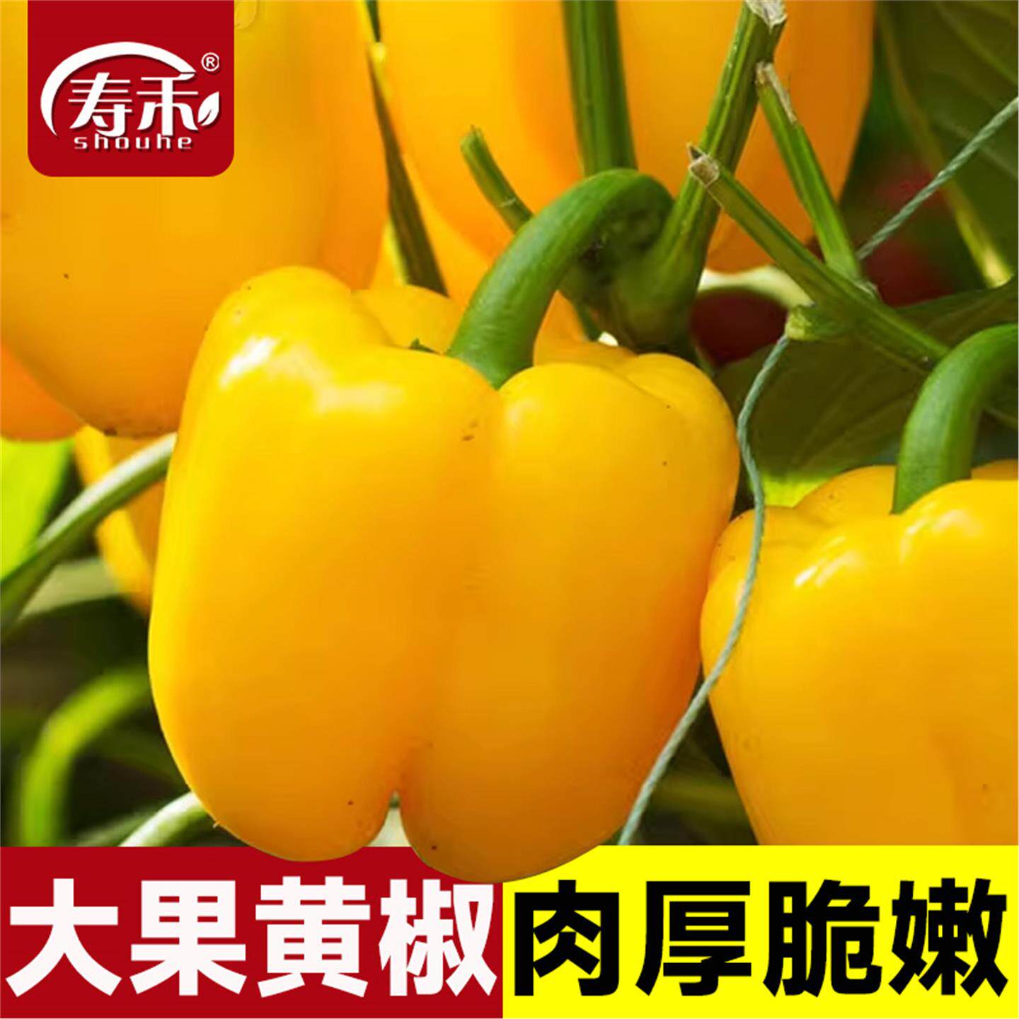 彩色黄甜椒苗辣种籽子孑阳