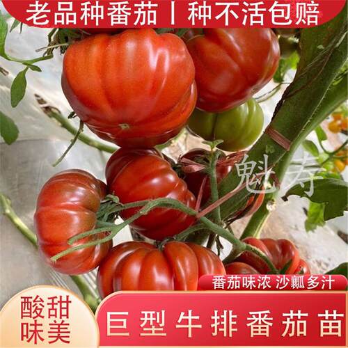 巨型马蹄牛排大番茄苗秧种