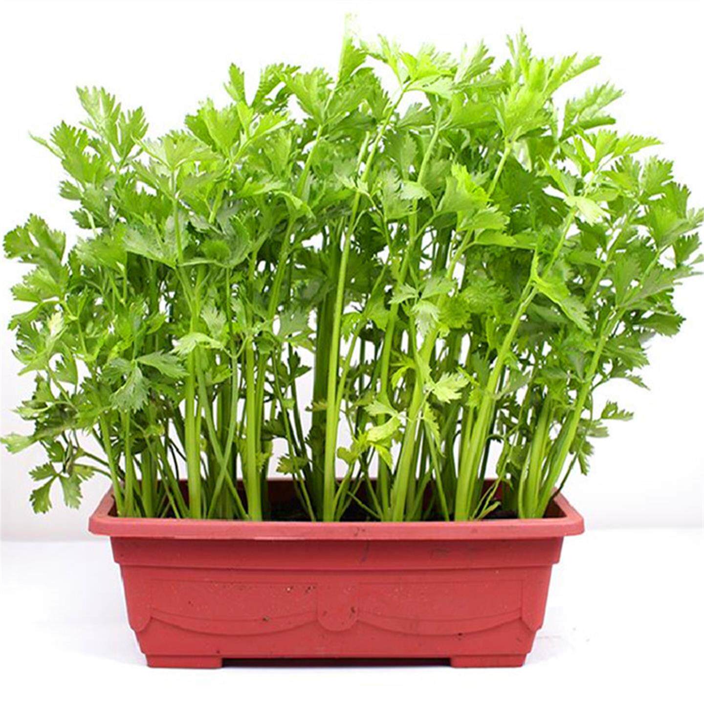 四季小香芹种子白红根西欧
