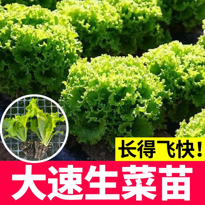 大叶生菜秧苗可吃四季高产