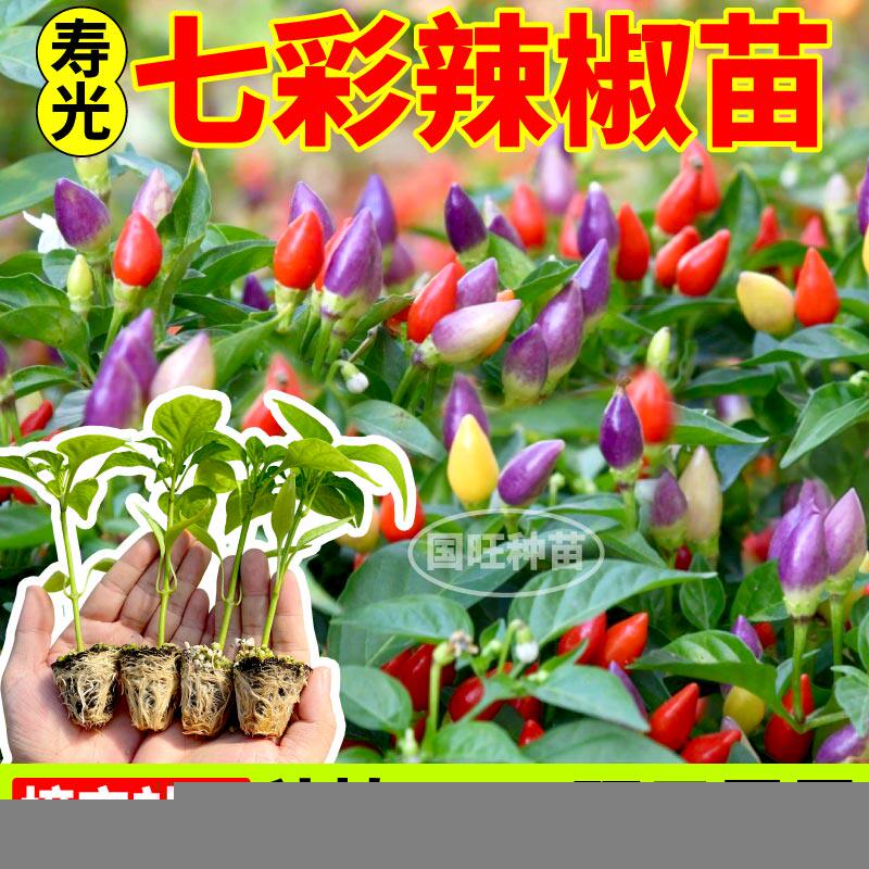 山东七彩小辣椒秧苗带土球