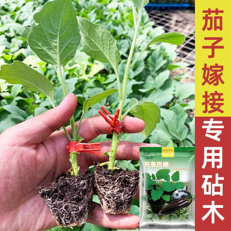 茄子嫁接砧木种托鲁巴姆四