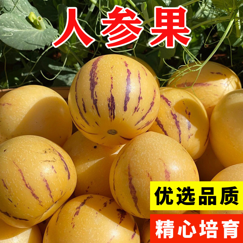 人参果种子生心苗阳台植秧