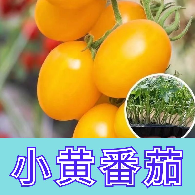 超甜黄珍珠番茄苗秧小黄樱桃圣女果种子红绿黑白珍珠西红柿四季苗