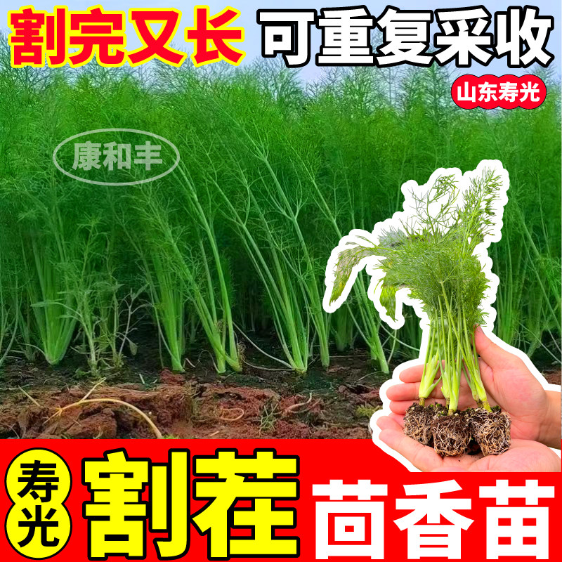 味更浓割茬茴香苗秧四季蔬