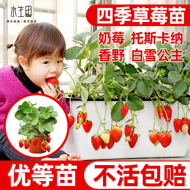 奶油草莓苗盆栽四季带土种