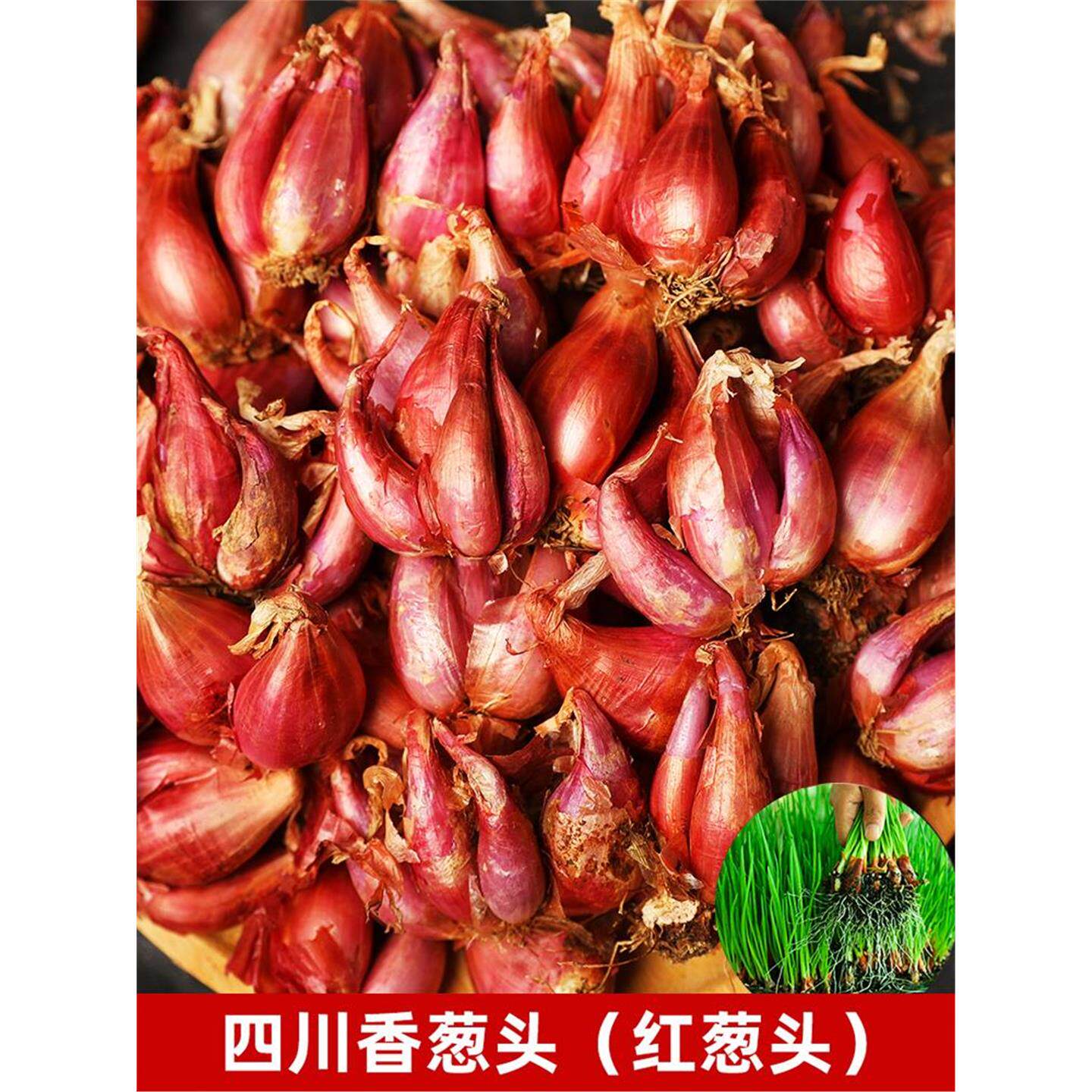 四季盆栽小香葱种头火红苗