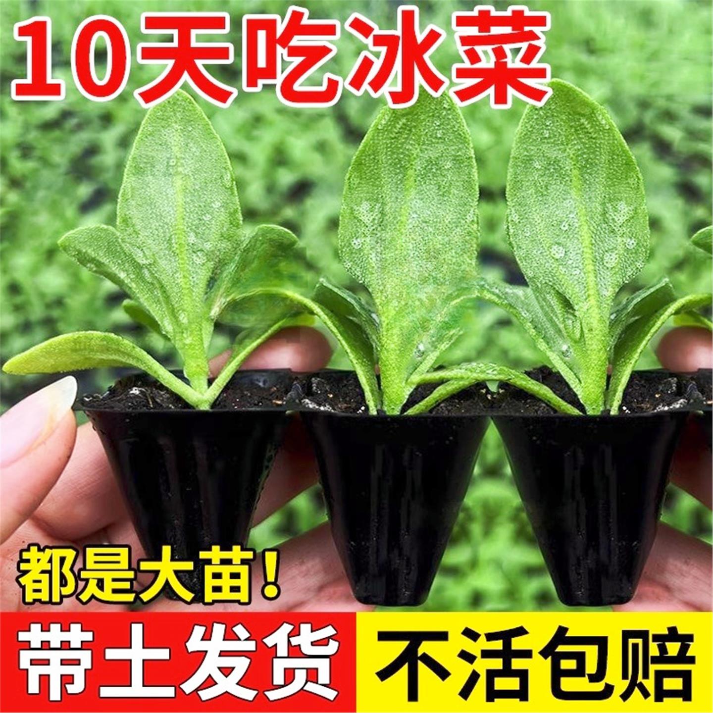 【卖爆了】水晶冰菜秧苗草