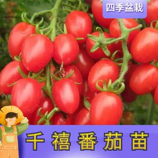超甜千禧圣女果苗高产小番茄苗水果西红柿秧子四季种阳台盆栽菜苗
