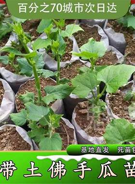 佛手瓜种子苗龙须菜带芽土
