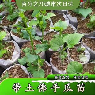 佛手瓜种子佛手瓜苗佛手瓜种瓜龙须菜带芽带土佛手瓜苗阳台盆栽苗