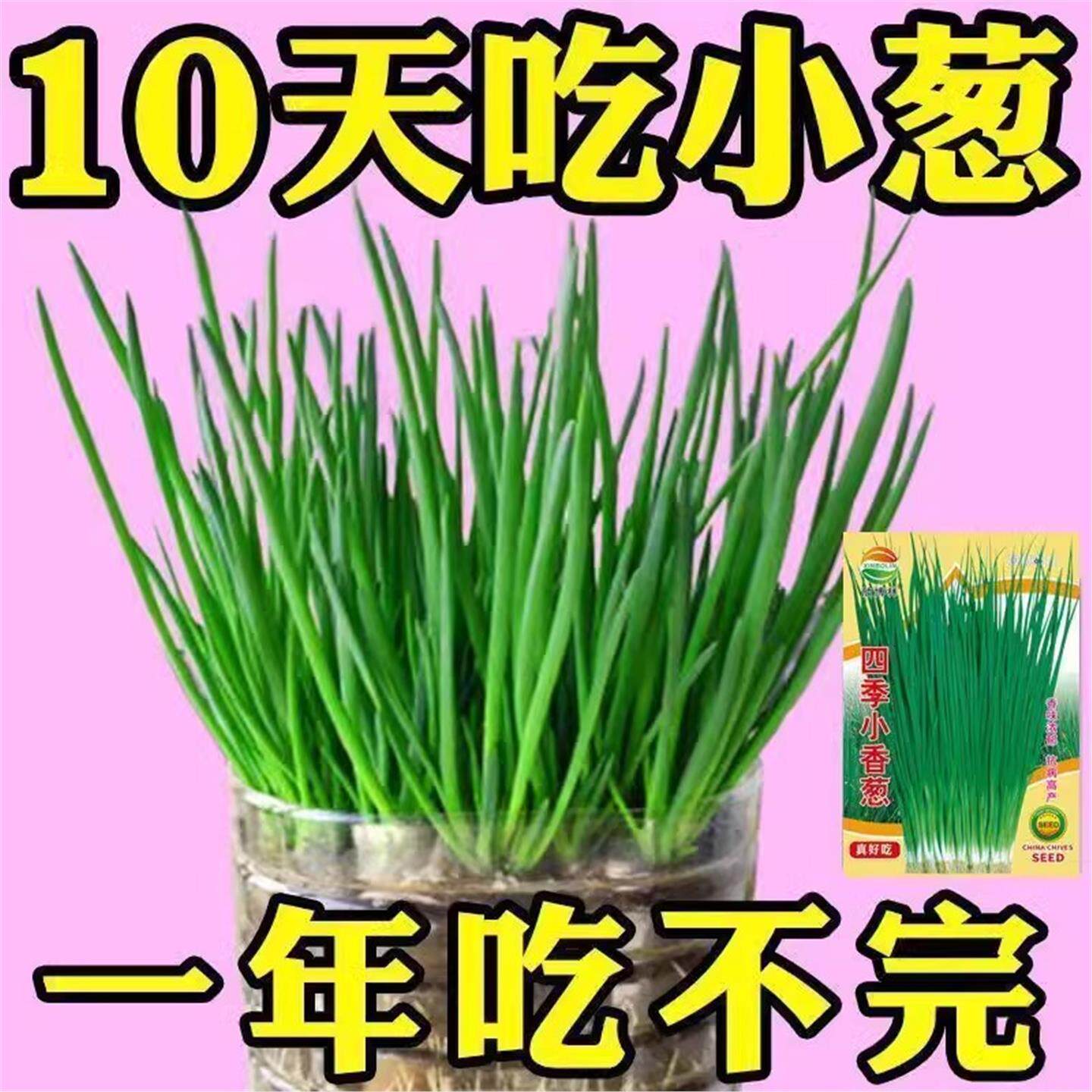 四季小香葱种子红籽盆栽头