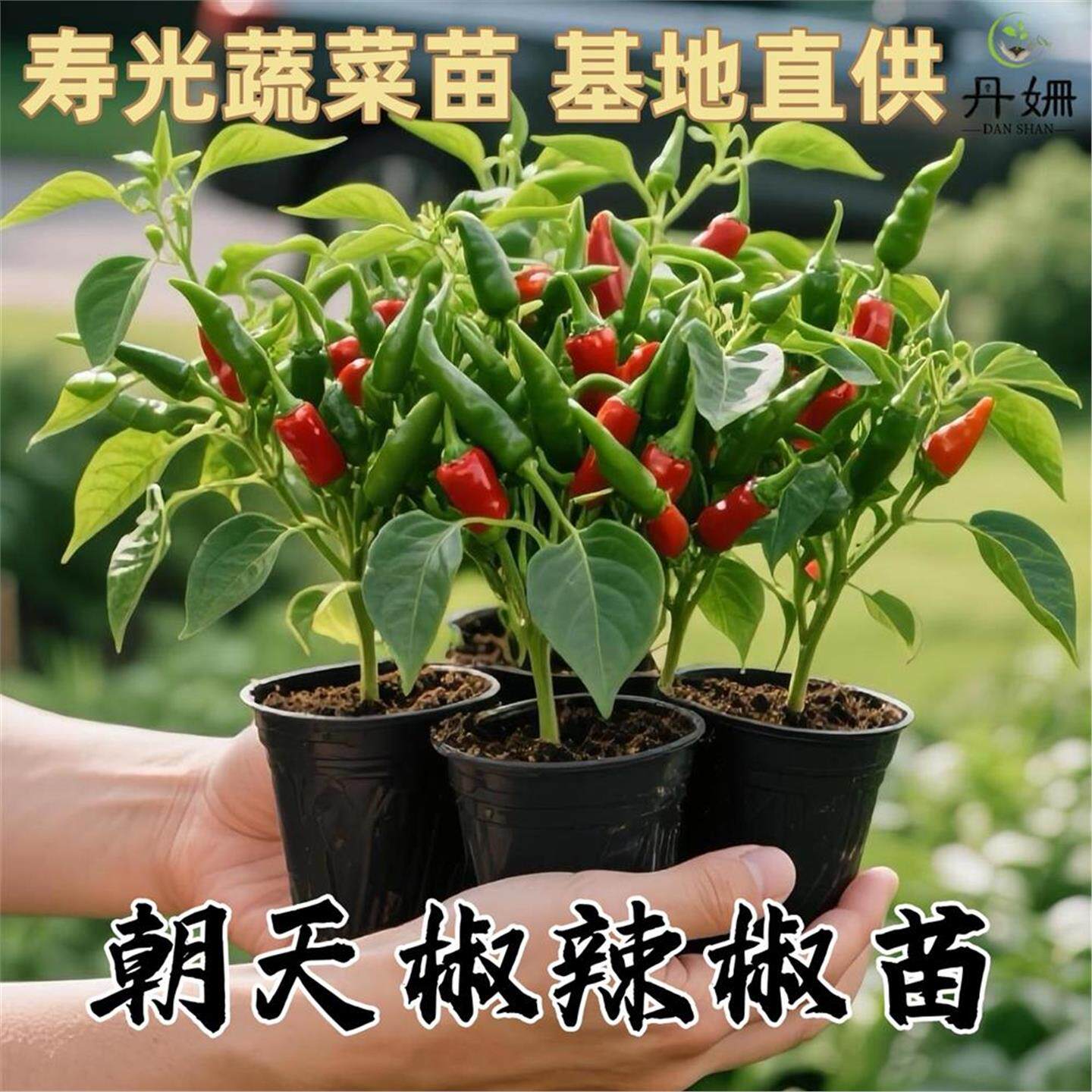 朝天椒辣苗寿光直供秧超小
