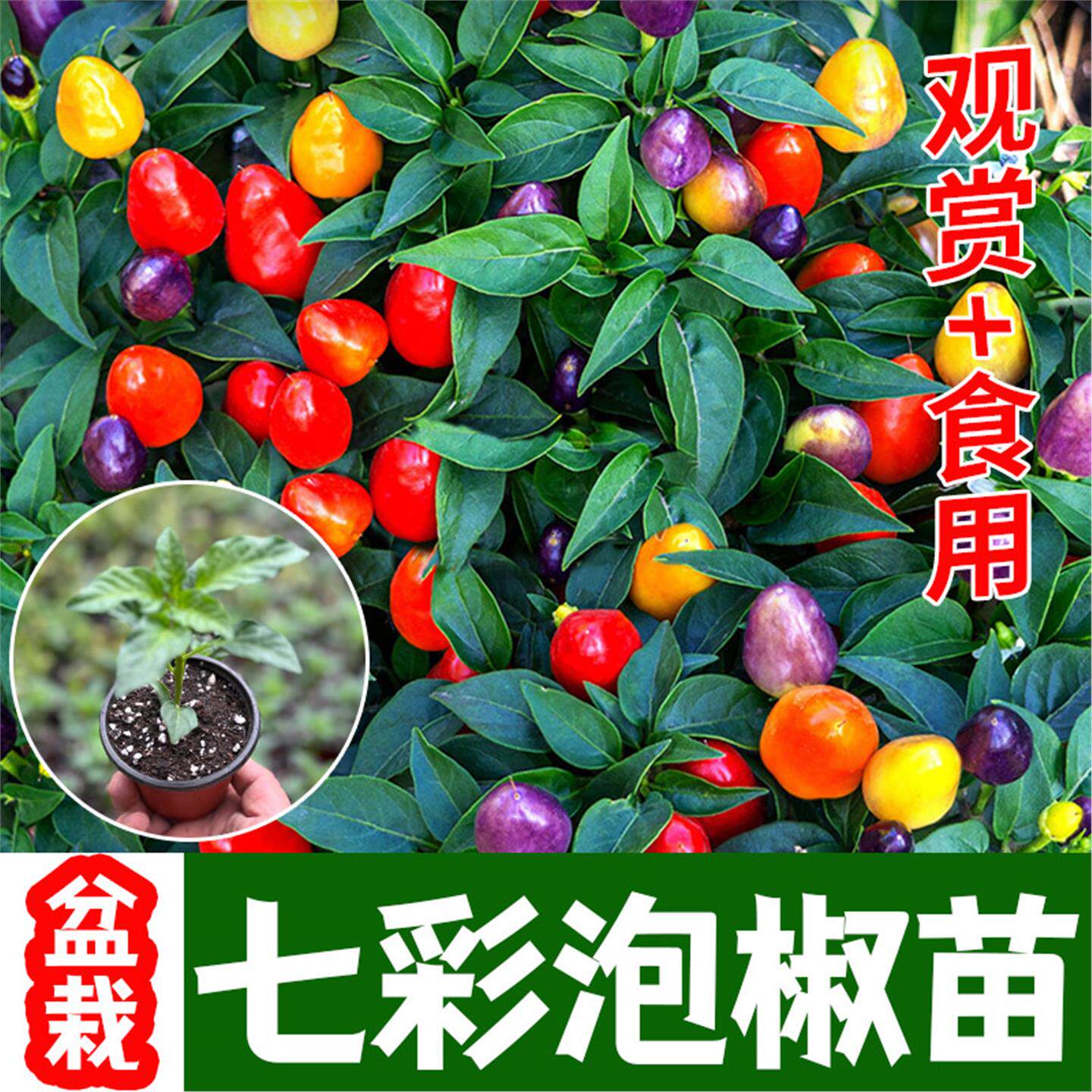 盆栽七彩泡椒苗变色朝天观