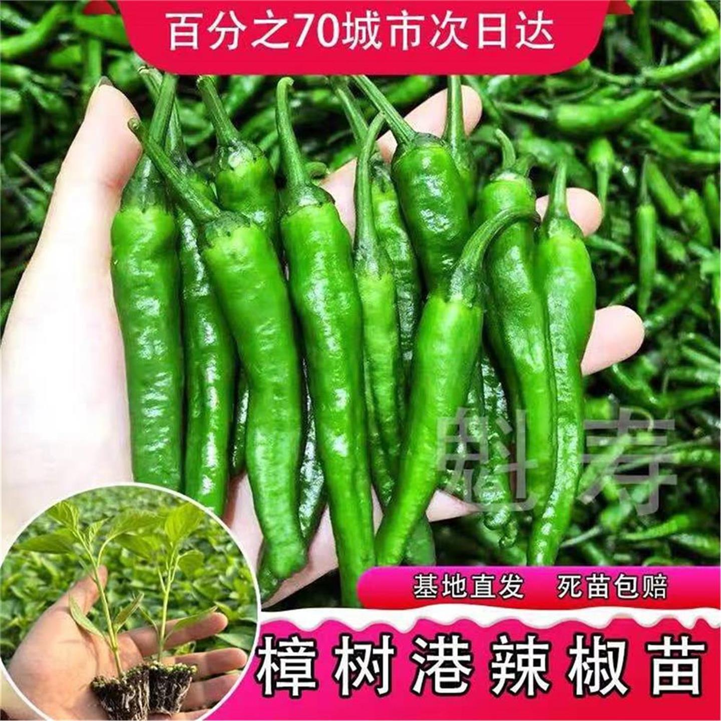 正宗湖南樟树港辣椒苗秧皮