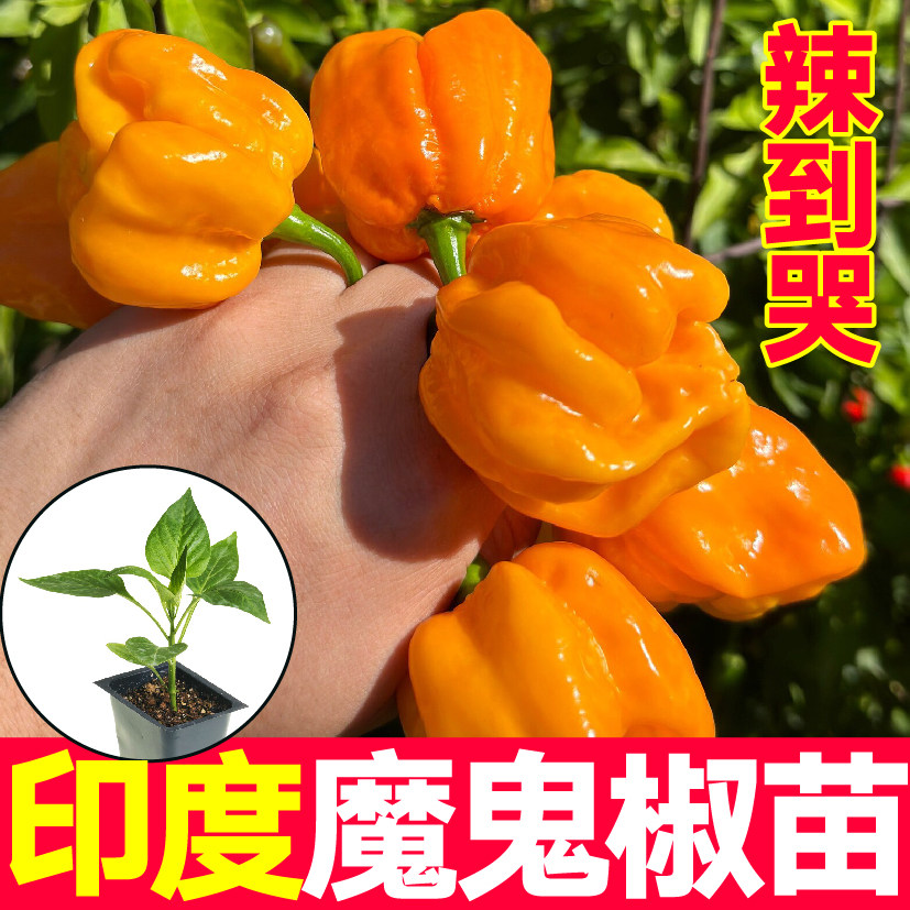 巨辣变态印度魔鬼椒断魂秧