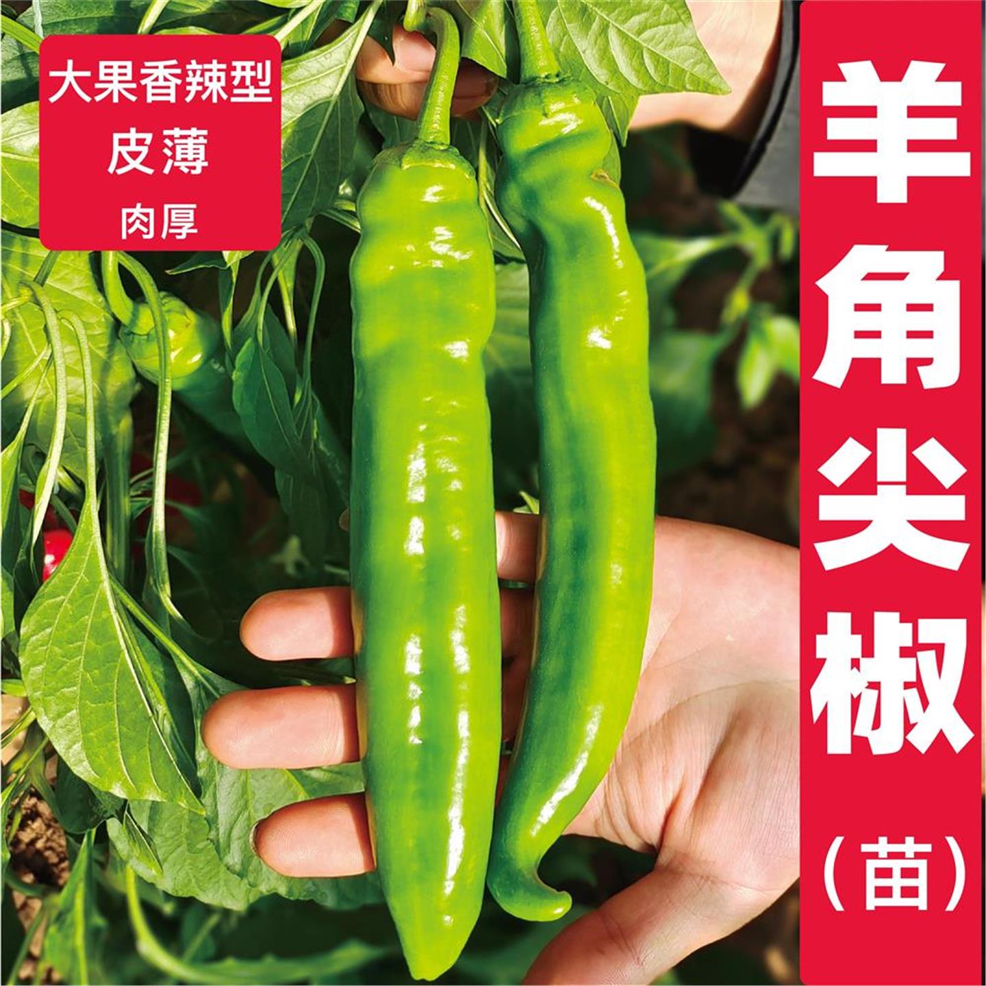 山东寿光羊角青尖椒香辣苗