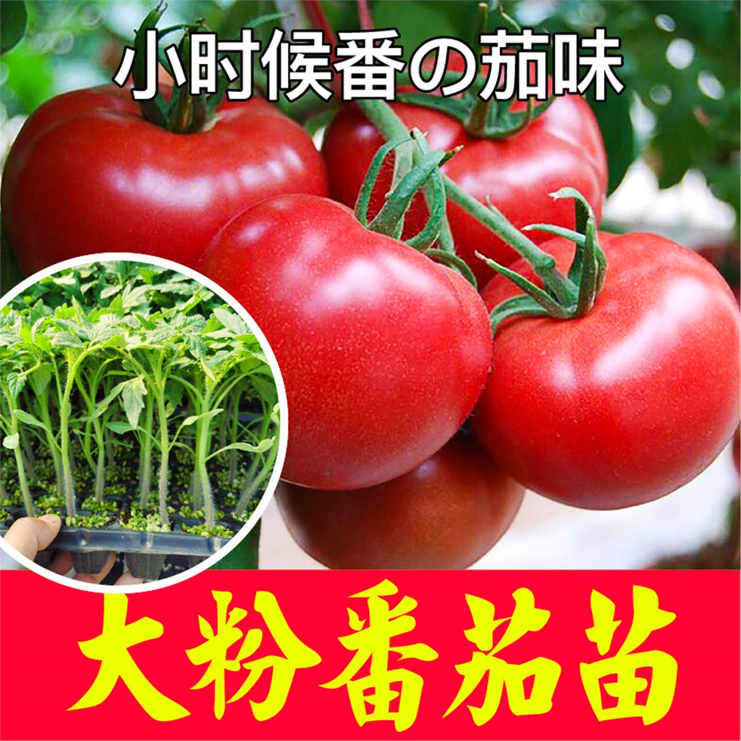 四季番茄种苗大粉西红柿秧
