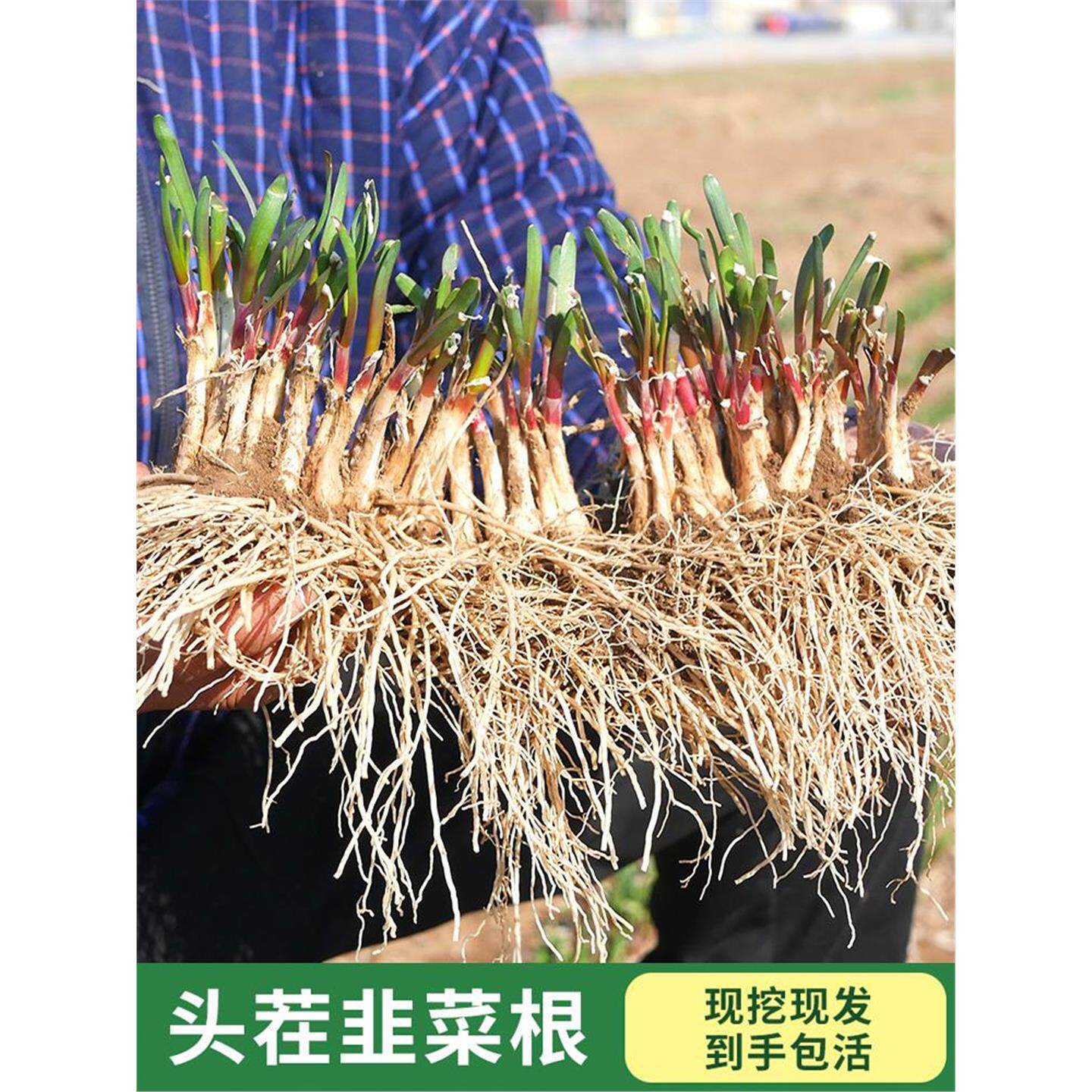 现挖新韭菜根苗紫种子红籽