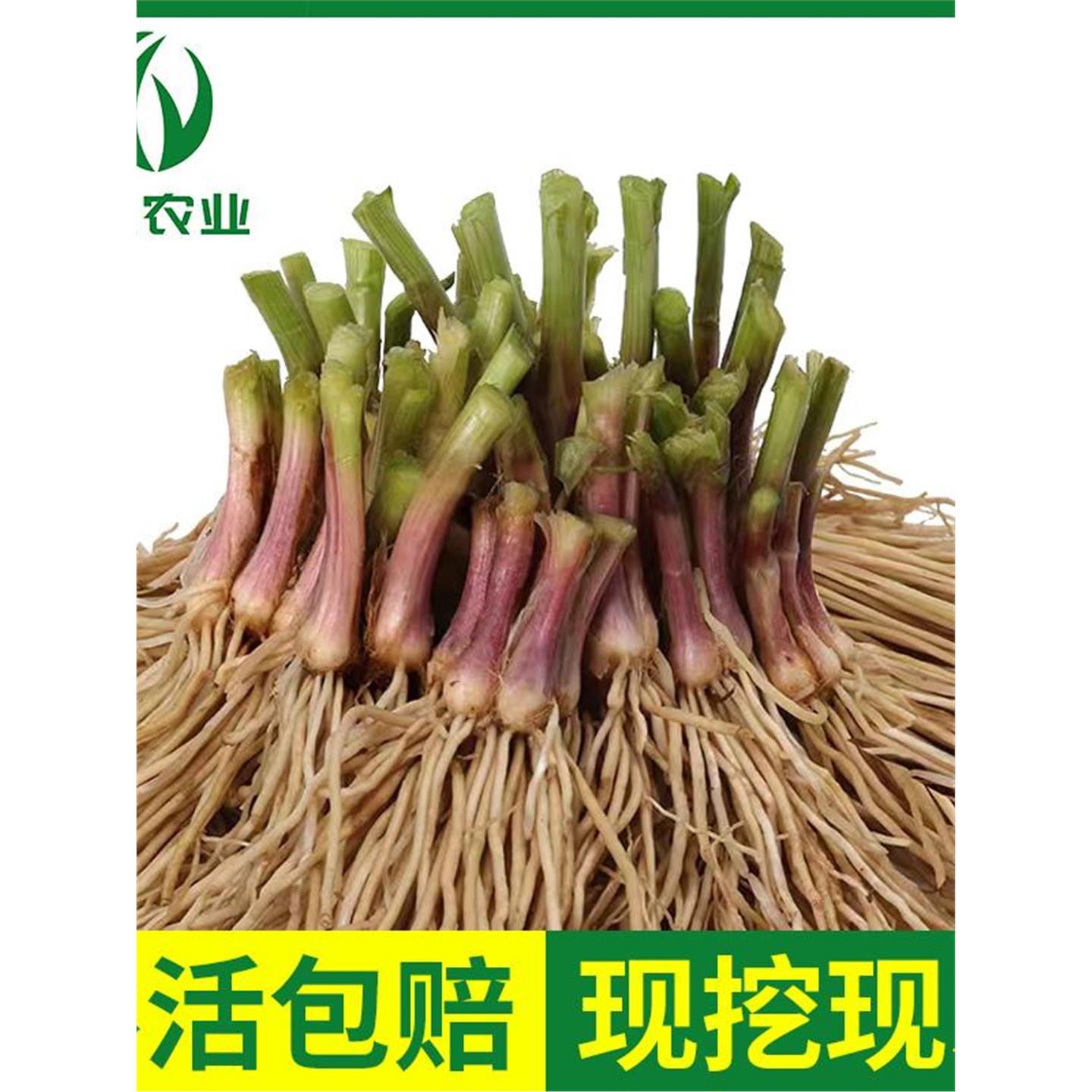 韭菜根苗现挖小叶香紫细四