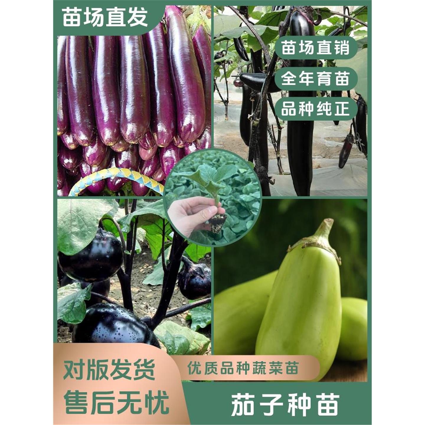 【茄子苗】多品种四季优质