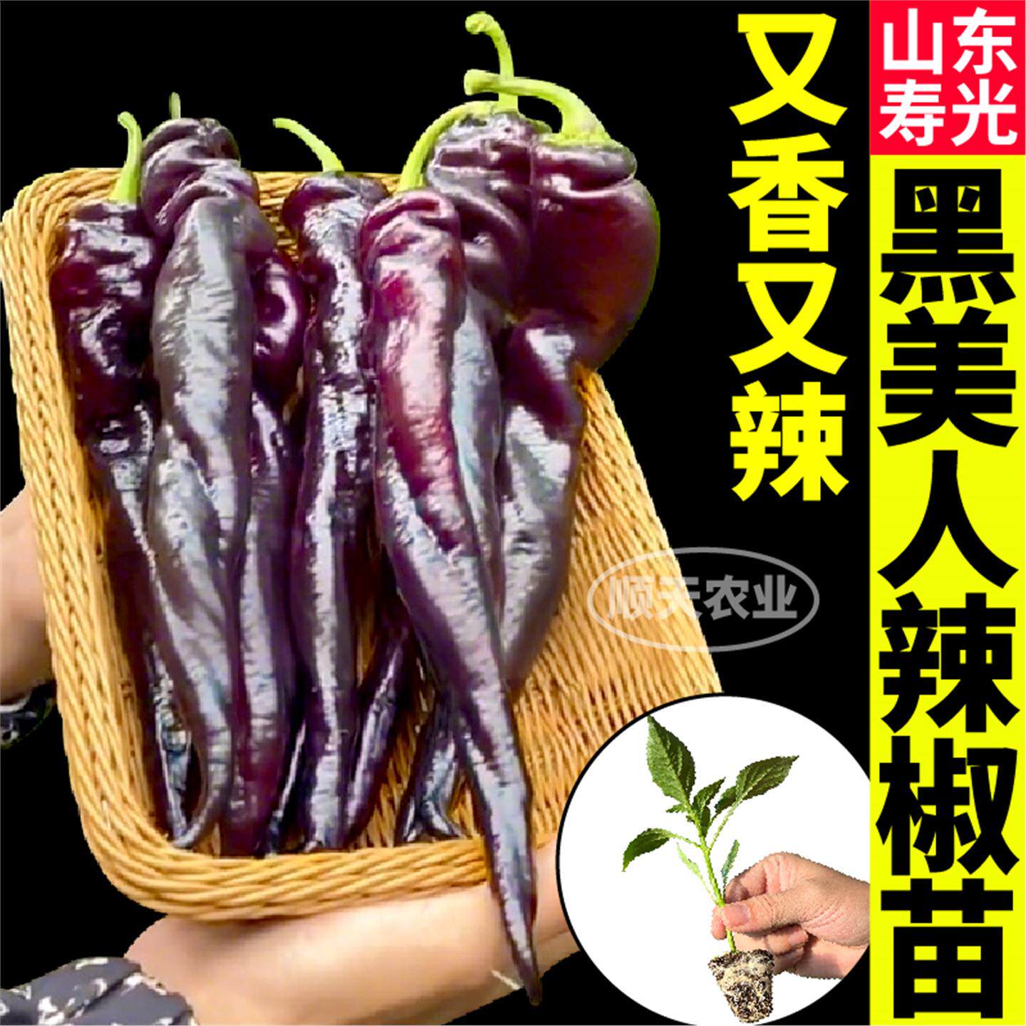 山东寿光黑美人辣椒苗秧四