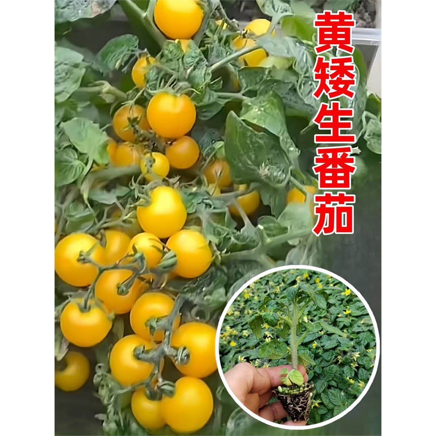 矮生小番茄苗盆栽黄色圣女