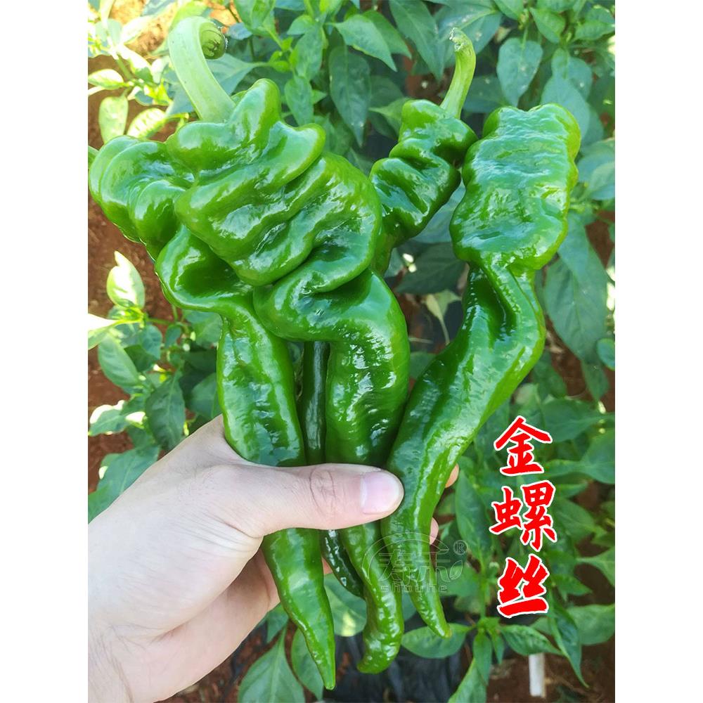 螺丝椒种子苗小尖秧菜春季