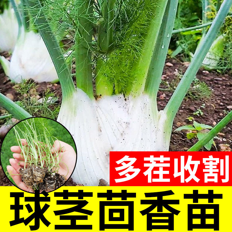 荷兰球茎茴香种子籽苗高产