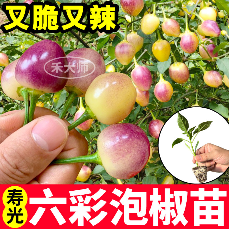 又脆辣六彩泡椒苗秧观赏实