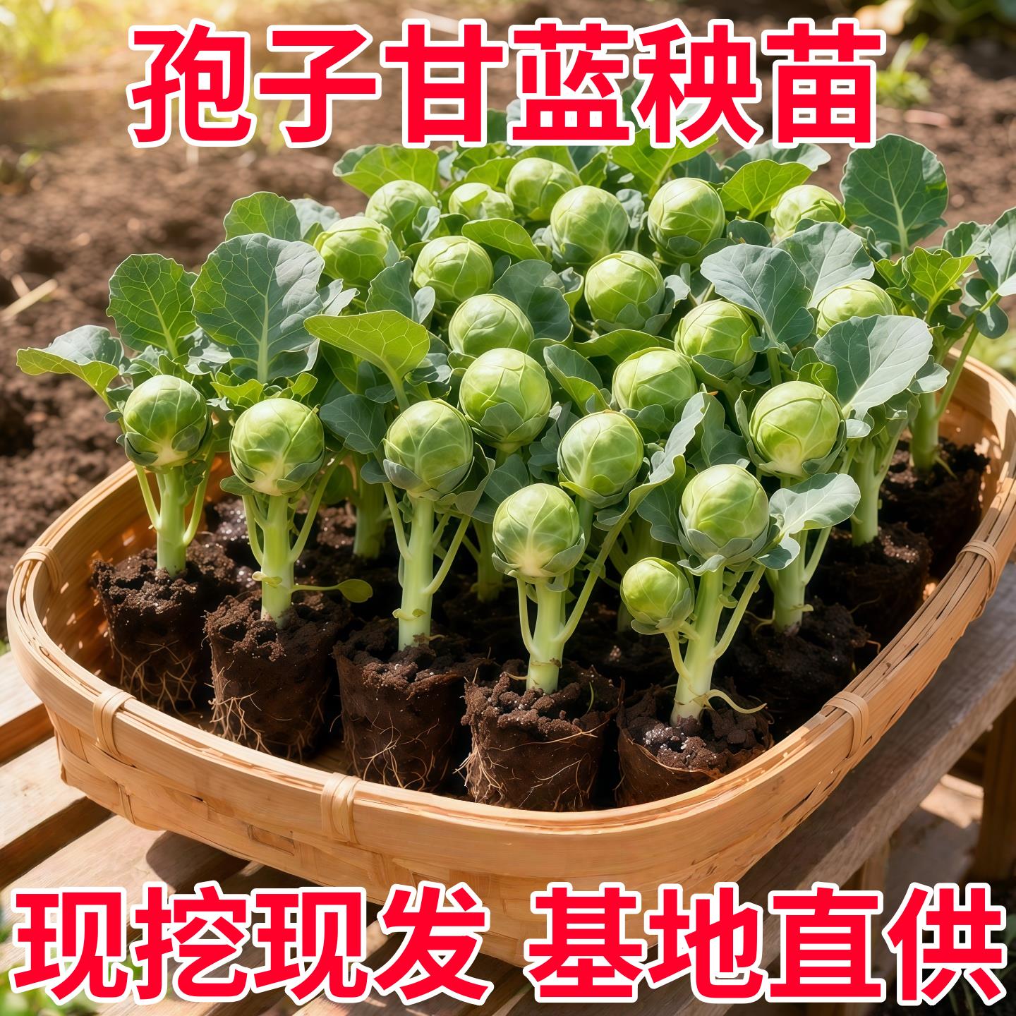 孢子甘蓝苗秧食用迷你小包