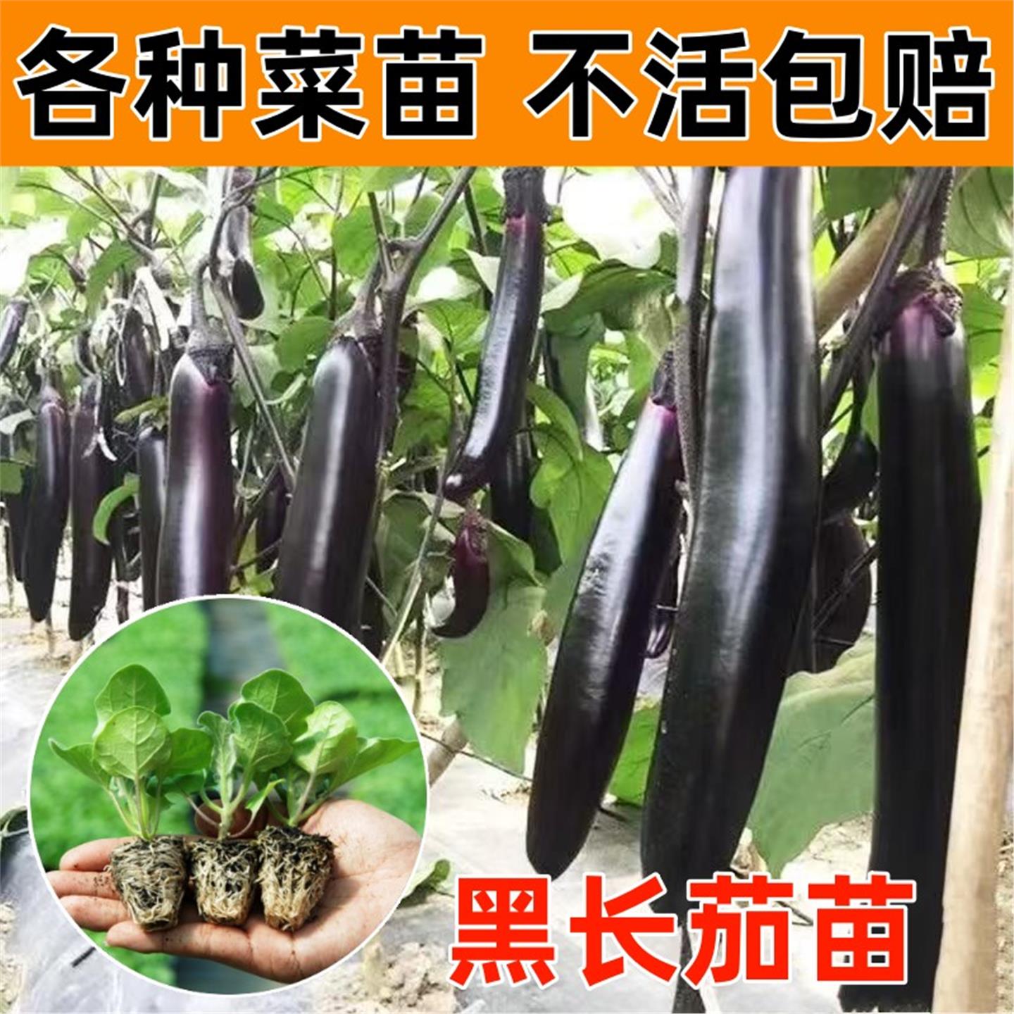 茄子苗秧蔬菜大全四季盆栽