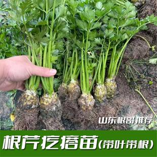 根芹疙瘩苗根芹苗老桩阳台盆栽易活现挖根芹疙瘩苗带疙瘩带叶发货