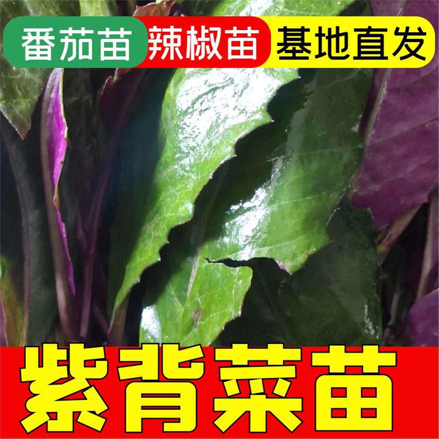 紫背菜苗观音血皮生蔬籽雪