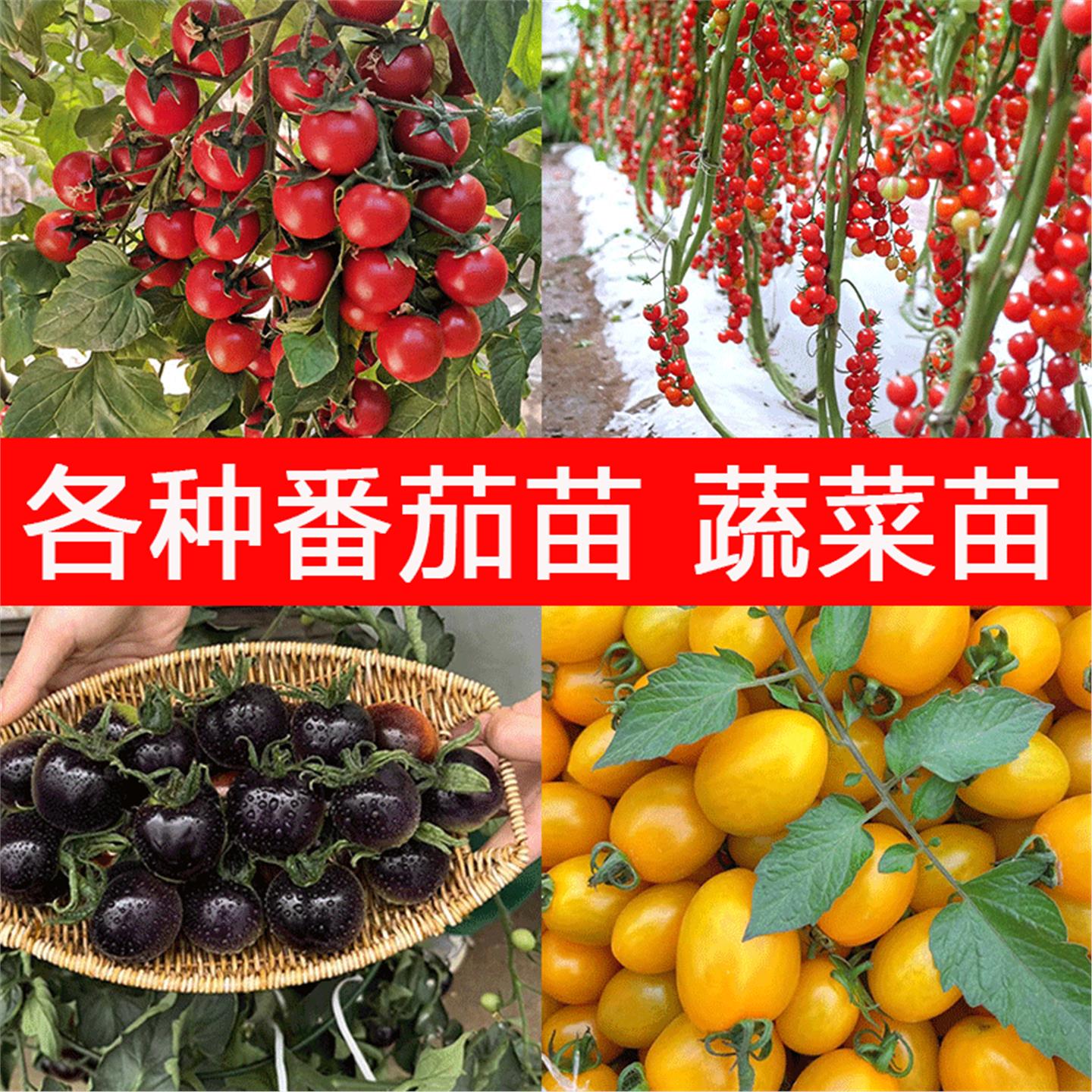 四季番茄苗千禧圣女果盆栽