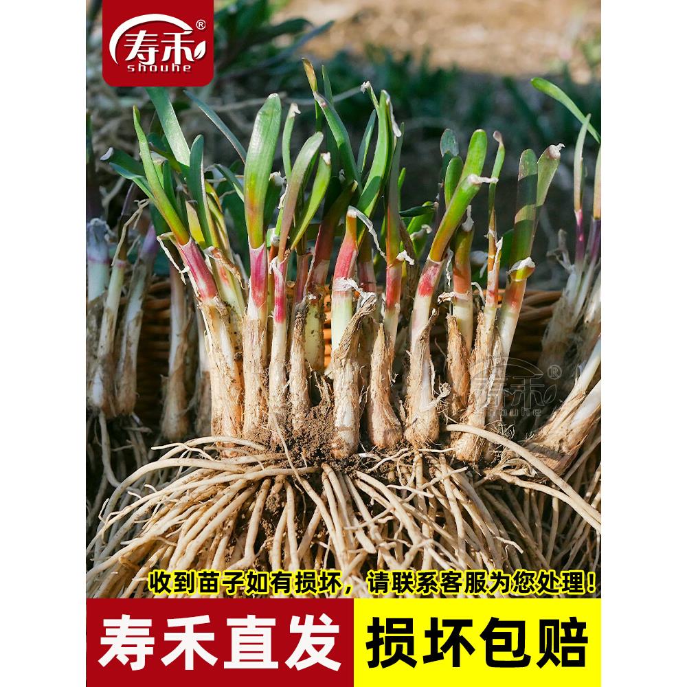 紫根韭菜苗四季盆栽九红子