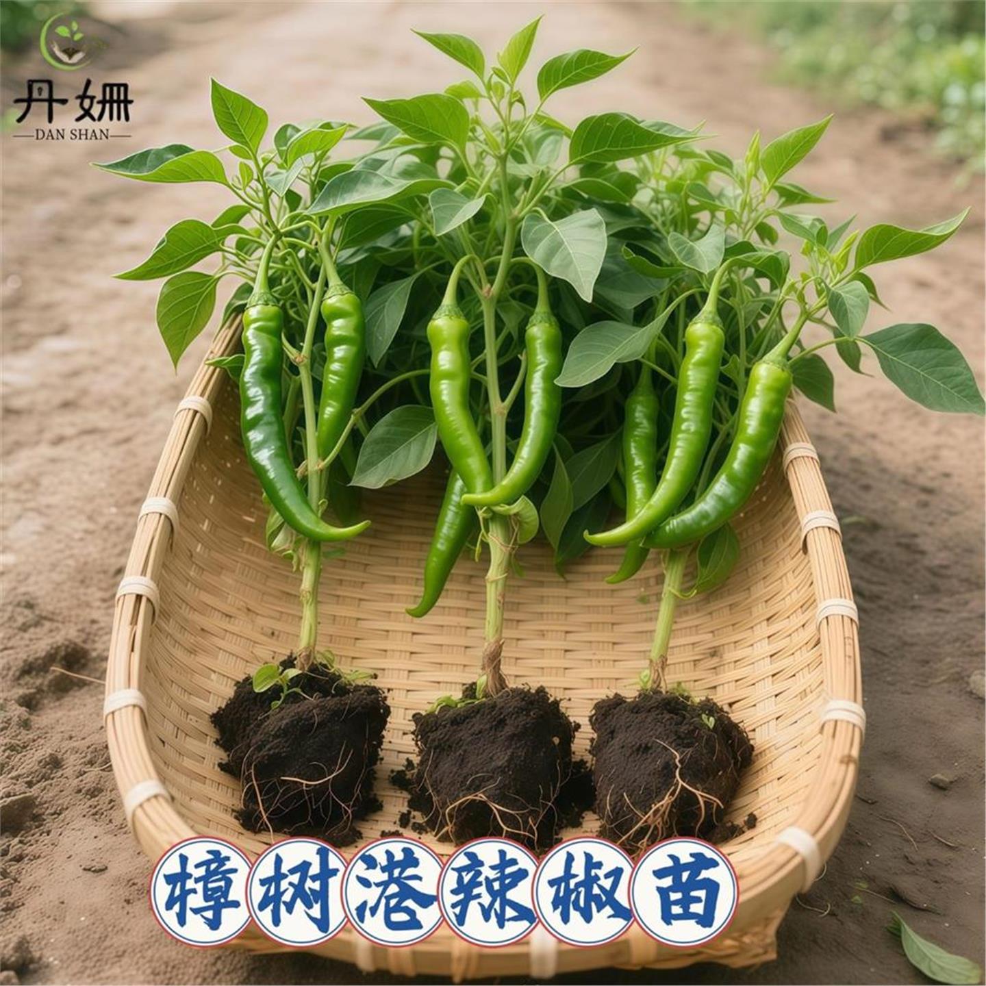 正宗樟树港辣椒苗湖南秧当