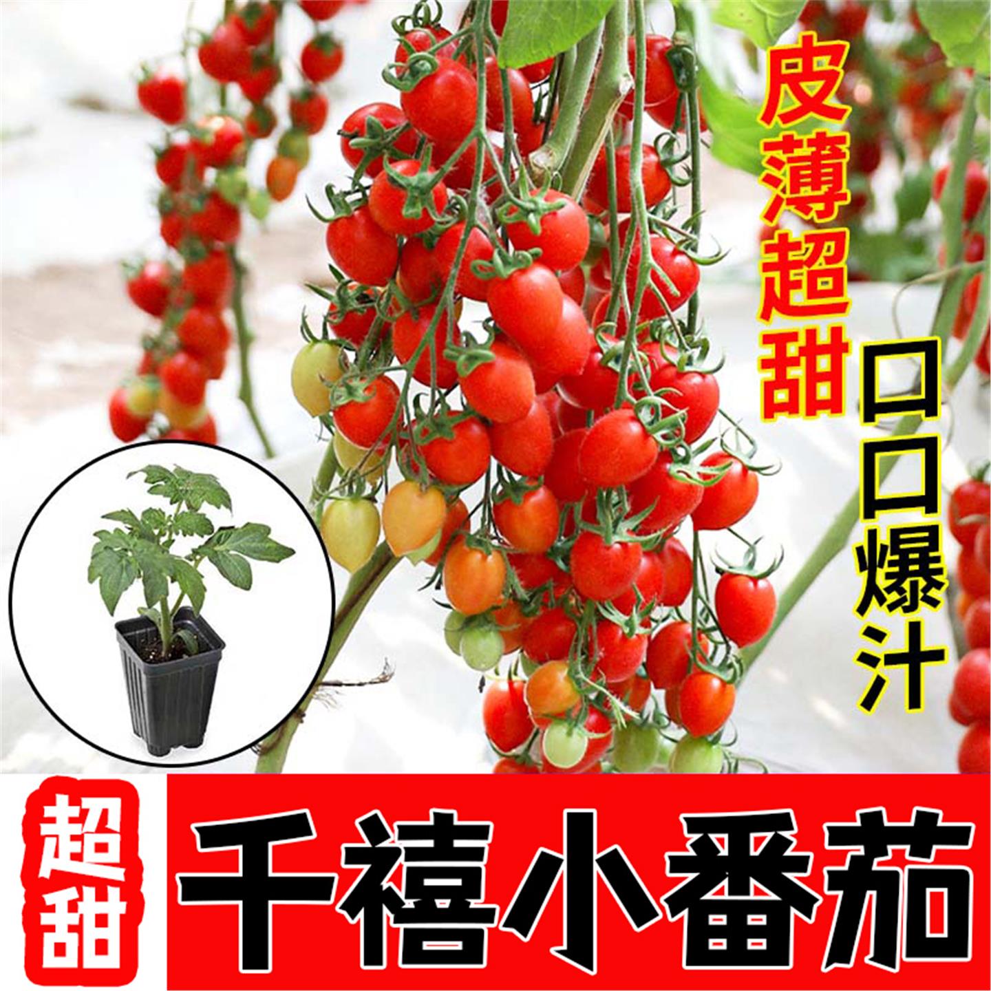 千禧圣女果苗秧瀑布小番茄
