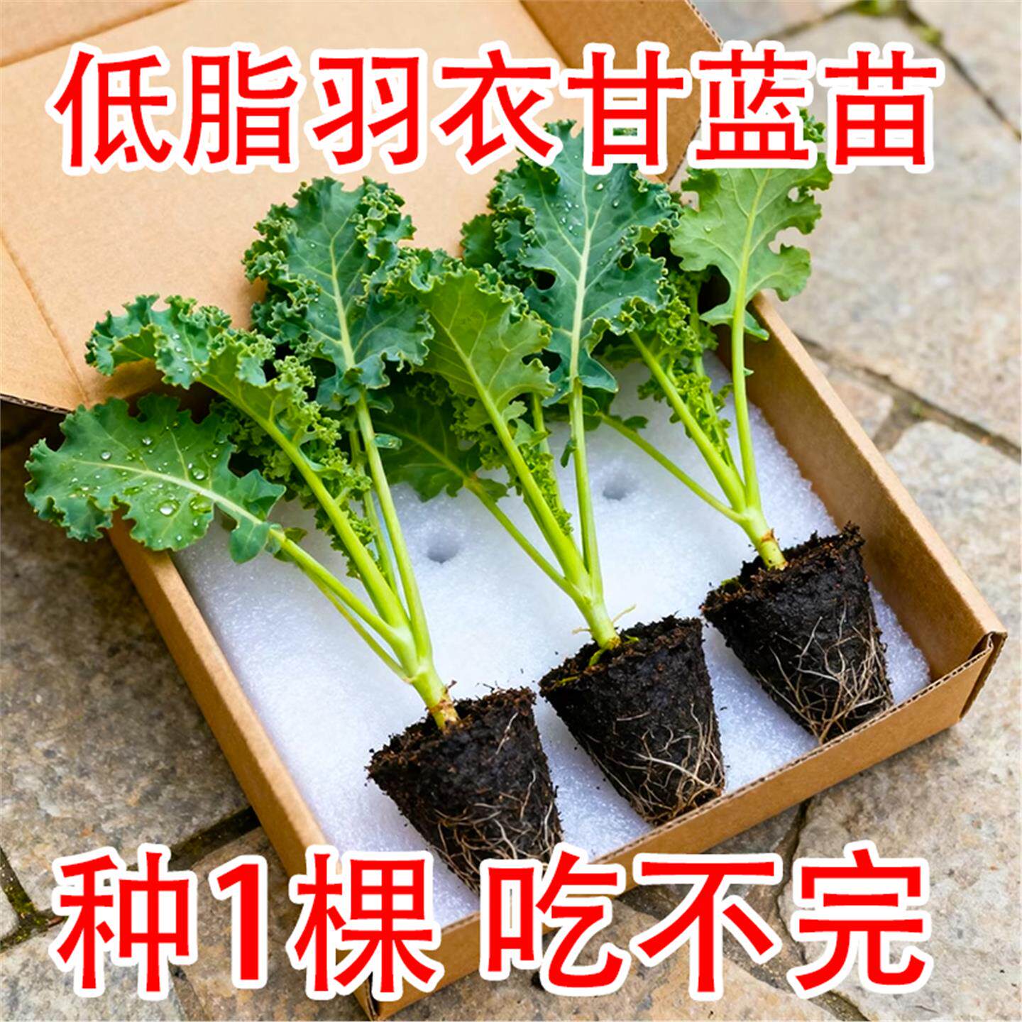 绿羽衣甘蓝苗四季可食用蔬