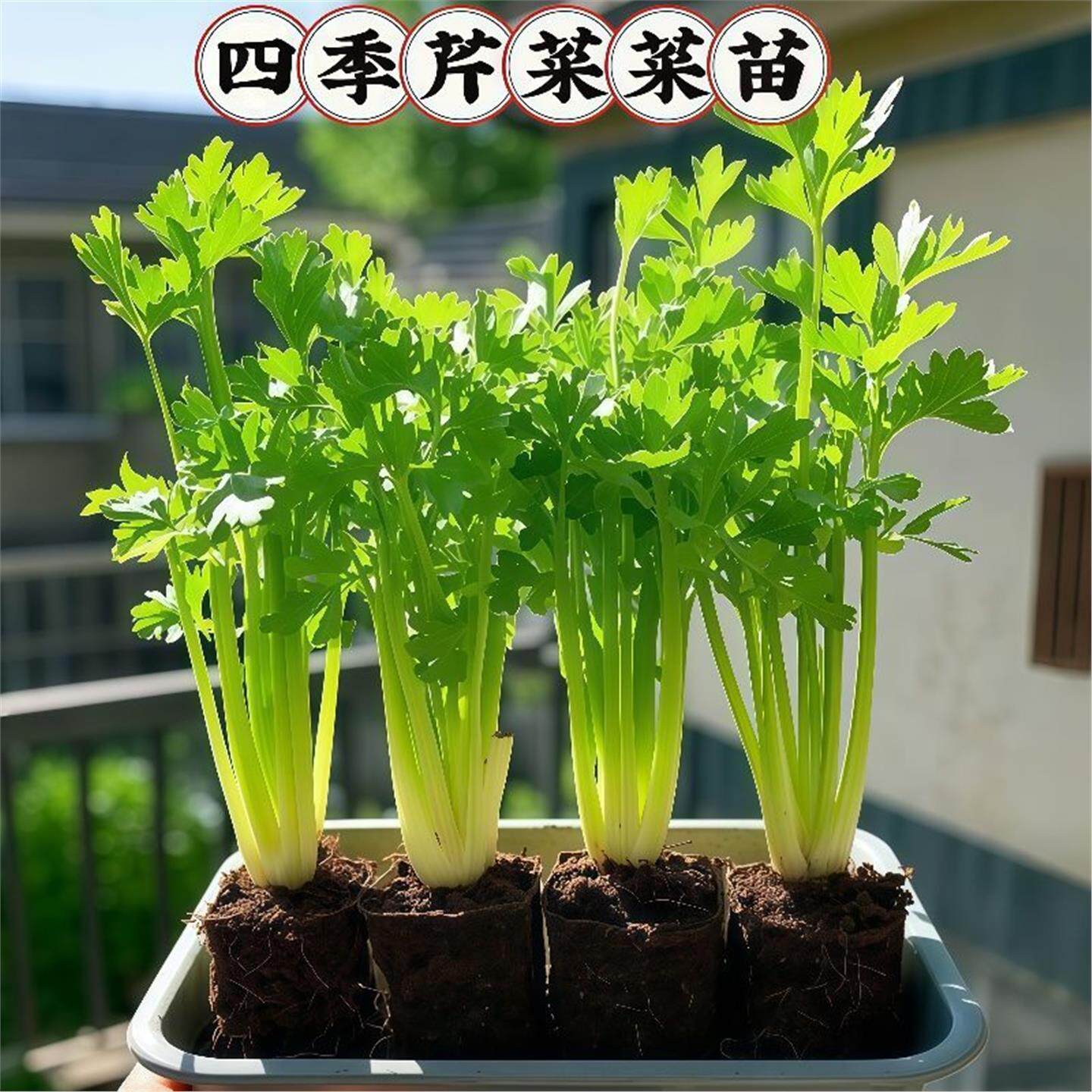 四季水果小香芹菜苗秧大培