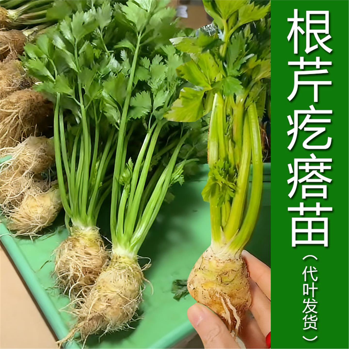 现挖根芹疙瘩苗带叶发货老