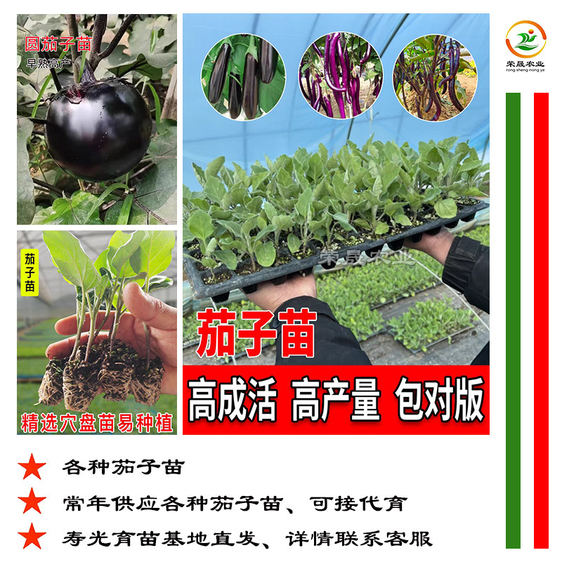 茄子嫁接苗秧高产抗病紫把