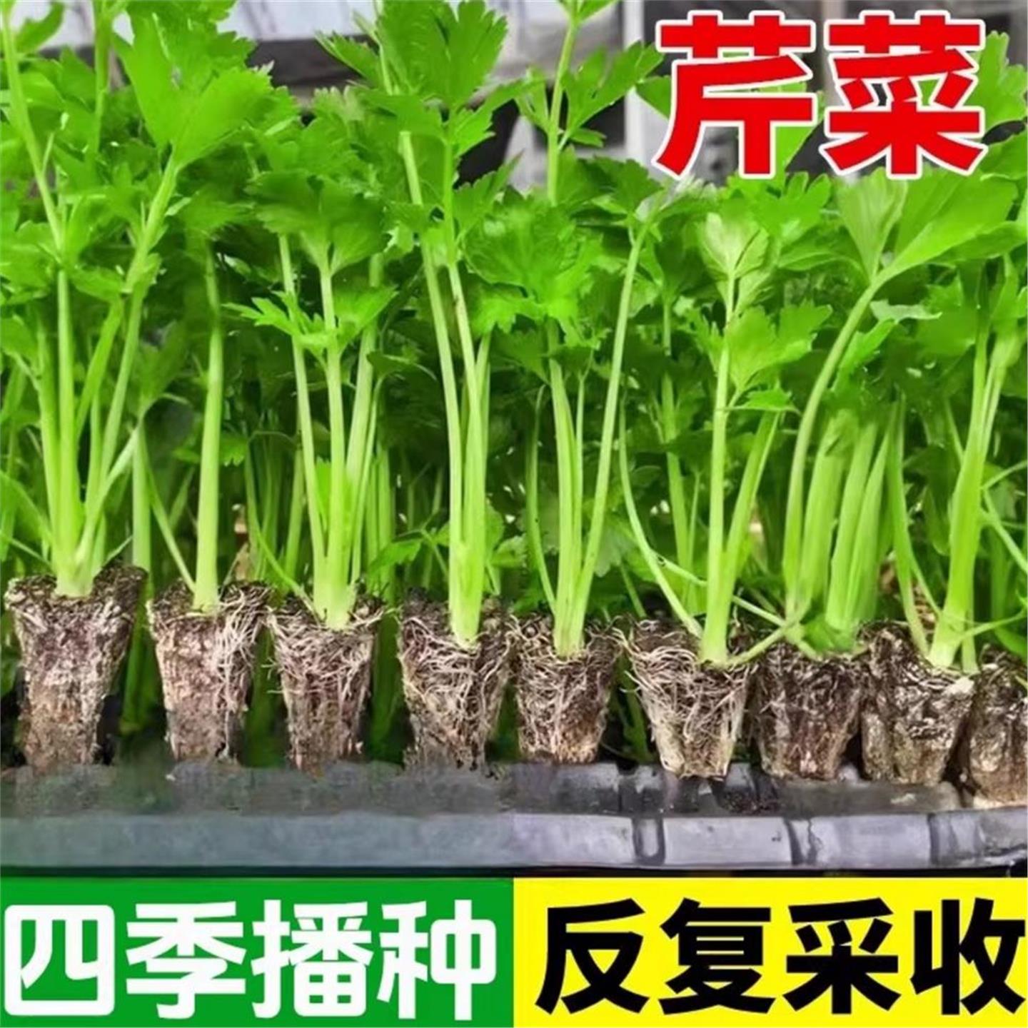 四季小香芹菜种子味浓郁实